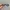 Oakley Straight Jacket Black  Polarized  photo 4