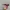 Oakley Straight Jacket Black  Polarized  photo 8