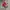 Converse Allstar Hi Red photo 1