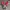 Converse Allstar Hi Red photo 4