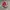 Converse Allstar Hi Red photo 1