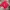 Tshirt Film Kartun mIckey Mouse Colour Red photo 3