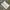 Tshirt Adidas Putih Logo Tulisan