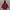 Biker Track jacket Pria red black photo 2