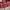 American Eagle Grunge Indie Casual shirt Pria white red photo 5