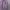 Kemeja Purple Wanita photo 1