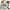Buckaroo Streetwear Luxury Jeans Pria tan khaki photo 8