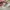 vans authentic  photo 7