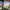 Vans Authentic 44DX Anaheim Factory OG Leopard photo 6