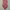 Vintage Luxury Pria purple burgundy photo 3