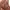 February 29 Brown Genuine Leather Unisex Backpack  photo 5