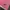 Dickies Double Collar Pink Tshirt  photo 3