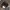 Classic Crocs Dark Brown photo 1