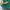 Puma Indie Casual Sneakers Pria green yellow photo 2