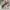 Y2K snake print mini skirts photo 2