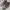 BLACKSTONE JL19 Hi Top Zipper Leather  photo 5