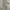Alexander McQueen Luxury Pria gray cream photo 3