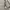 Alexander McQueen Luxury Pria gray cream photo 5
