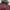 Diesel Puffer Women Maroon photo 4