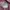 Nike Casual Hoody Pria purple pink photo 5