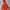 THE REDFACE TRACKING JACKET photo 1