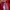 Dickies Vintage Short Kids red photo 2