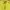 Burberry Luxury Sportswear T-shirt Wanita yellow photo 3