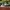 Vans Classic Authentic Checker Flame Black White