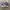vans authentic anaheim series photo 1