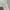 Coquette Minimalist Mini skirt Wanita white photo 3