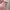 Longchamp Le Pliage | MLH Petal Pink | Original Guarantee  photo 2