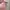 Longchamp Le Pliage | MLH Petal Pink | Original Guarantee 