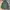 Hysteric Glamour Gorpcore Parka Pria green photo 1