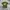 DICKIES T-shirt  photo 1