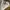 Covernat Casual Sweatshirt Pria cream photo 6