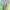 Outer Batwing