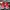 Vans SK8 -HI mono canvas red /42 photo 4