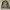 Vintage Harrington Jacket Pria Tan