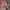 Converse chuck taylor baby pink  photo 2