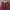Atasan Maroon photo 2