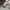 SLY fur raccoon double layer parka jacket photo 6