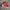 Converse Allstar Hi Red Original photo 2