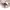 Mango freccia rib knitted s/s polo shirt powder nude kaos ke photo 6
