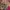Kemeja Batik Pria Halus Solo photo 3