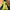 The North Face Gorpcore Track Jacket Pria Black Yellow