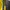 The North Face Gorpcore Track jacket Pria black yellow photo 7