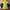 The North Face Gorpcore Track jacket Pria black yellow photo 3