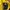 The North Face Gorpcore Track jacket Pria black yellow photo 4