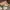 Nike Streetwear Skater Sneakers Pria tan black photo 8