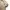 Renoma Streetwear Casual Harrington jacket Pria tan photo 7